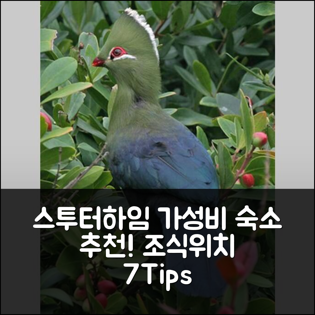 스투터하임 숙소 여행 호텔 추천 혼빌스 포레스트 코티지 | 가성비 뛰어난 조식과 위치 정보 7가지 팁